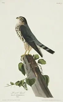 Falco Prints: Falco columbarius, merlin