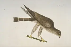 Falco columbarius, merlin