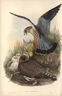Falco columbarius, merlin