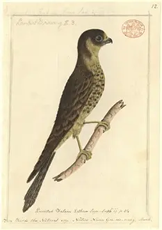 Falco Prints: Falco longipennis, Australian hobby