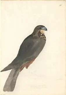Falco novaeseelandiae, New Zealand falcon