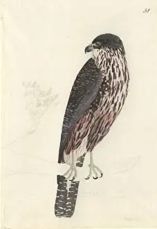 Falco Prints: Falco novaeseelandiae, New Zealand falcon