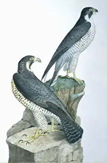 Falco Prints: Falco peregrinus, falcon