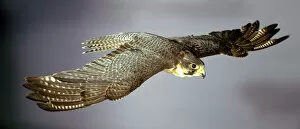 Prey Gallery: Falco peregrinus, peregrine falcon