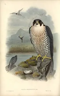 Falco peregrinus, peregrine falcon