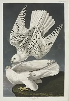 Falco rusticolus, gyrfalcon