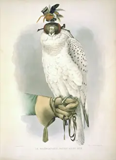 Falco Prints: Falco rusticolus, gyrfalcon