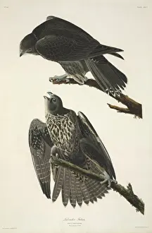 Falco rusticolus, gyrfalcon