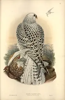 Falco rusticolus, gyrfalcon