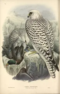 Falco rusticolus, gyrfalcon