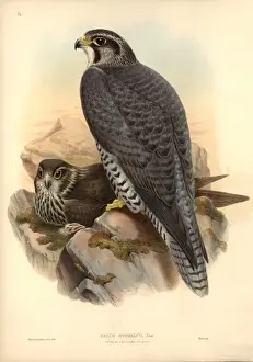 Falco rusticolus, gyrfalcon