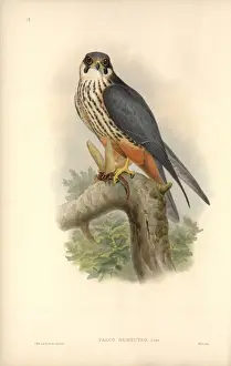 Falco Prints: Falco subbuteo, Eurasian hobby