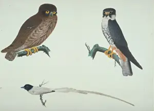 Falco Prints: Falco subbuteo, hobby, Terpsiphone sp. Paradise-flycatcher