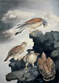 Falco Prints: Falco tinnunculus, common kestrel