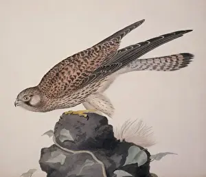 Falco tinnunculus, common kestrel