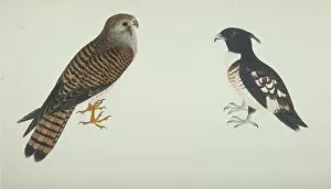 Accipitridae Gallery: Falco tinnunculus, common ketsrel, Aviceda leuphotes, black