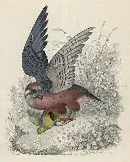 Birds Collection: Falcon and Prey
