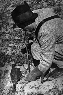 Images Dated 2nd September 2011: Falconry : Feeding