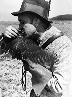Images Dated 2nd September 2011: Falconry : Feeding