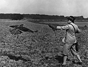 Falconry : Reeling In