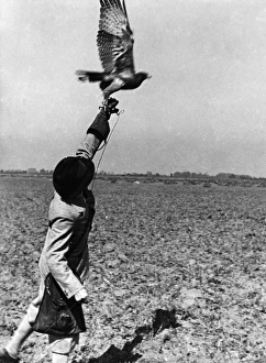 Images Dated 2nd September 2011: Falconry : the Release