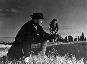 Admires Gallery: Falconry : at Rest