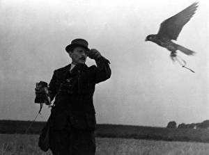 Images Dated 2nd September 2011: Falconry : the Return