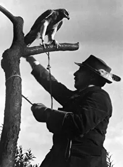 Images Dated 2nd September 2011: Falconry : on a Tree