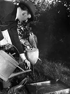 Falconry : Watering