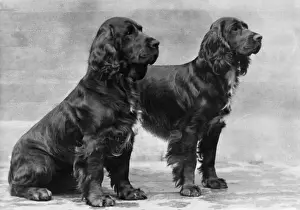 Spaniels Prints: Fall / 2 Field Spaniels