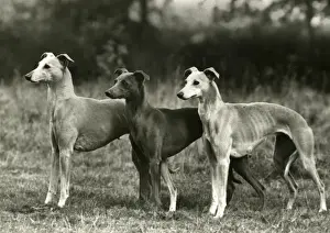 FALL / 3 WHIPPETS TOGETHER