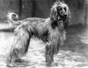 Hound Prints: Fall / Afghan Hound / Champion Sirdar of Ghazni