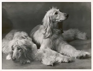 Afghans Gallery: Fall - Two Afghans - 1934