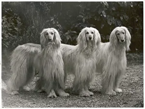 Cleopatra Collection: Fall - Three Afghans - 1953