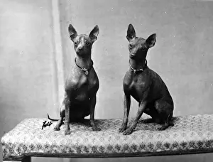FALL / AFRICAN HAIRLESS