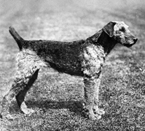 Airedale Gallery: FALL / AIRDALES / 1907