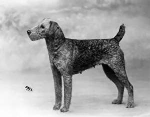 Airedale Gallery: FALL / AIRDALES / 1912