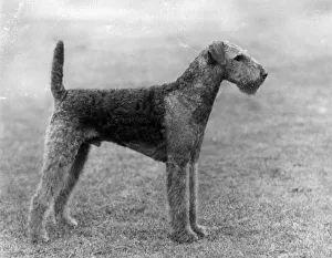 Airedale Gallery: FALL / AIRDALES / 1934