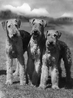 Airedale Gallery: FALL / AIRDALES / 1936