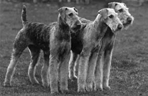 Airedale Gallery: FALL / AIRDALES / 1938
