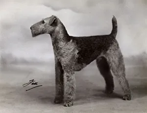 Airedale Gallery: FALL / AIRDALES / 1939