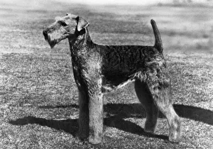 Airedale Gallery: FALL / AIRDALES / 1964
