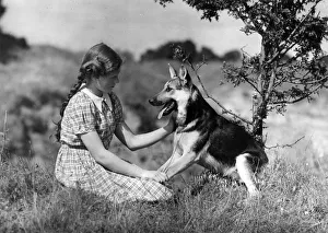 Plait Gallery: FALL / ALSATIAN & OWNER FALL / ALSATIAN & OWNER