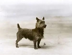 FALL / AUSTRALIAN TERRIER