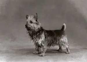 FALL / AUSTRALIAN TERRIER