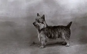 FALL / AUSTRALIAN TERRIER