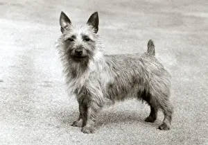FALL / AUSTRALIAN TERRIER