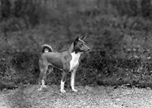 FALL / BASENJI / 1940