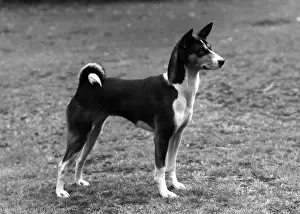 FALL / BASENJI / 1960