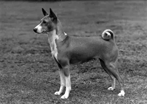 FALL / BASENJI / 1972